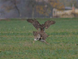 Falconry, a living human heritage